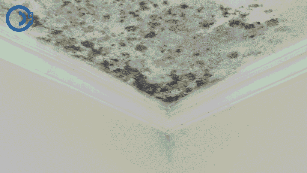 Does Home Insurance Cover Mold